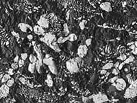 低真空模式下的背散射电子 3D 图像