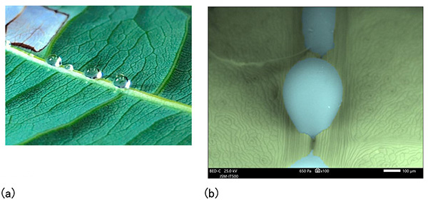 水滴从发财树叶子背面的叶脉中漏出。